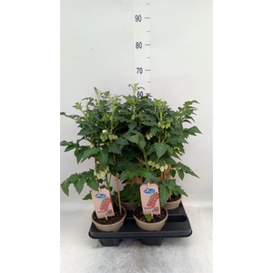 Solanum lycopersicum   ...