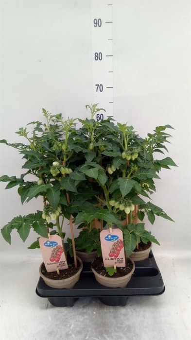 <h4>Solanum lycopersicum ...</h4>
