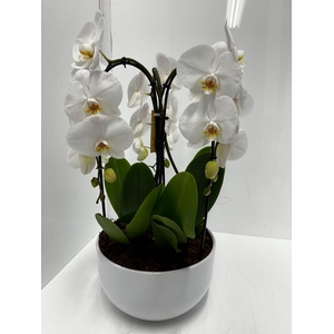 Phalaenopsis arr. (TOG17579) Crown White 26Ø 65cm