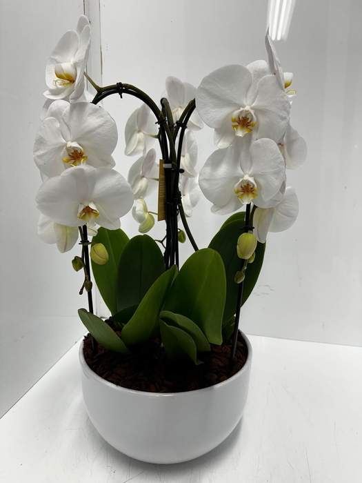 Phalaenopsis arr. (TOG17579) Crown White 26Ø 65cm