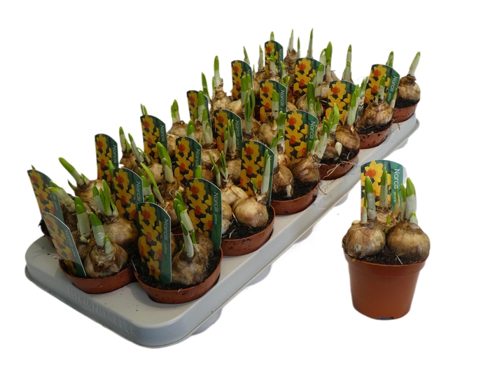 <h4>NARC C JETFIRE</h4>