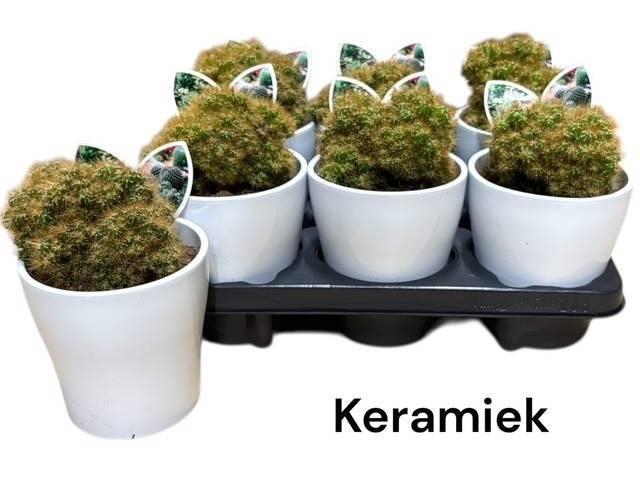 <h4>CERE MONSTR</h4>