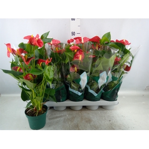 Anthurium andr. 'Aristo'