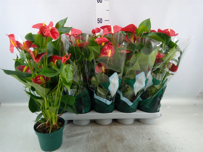 <h4>Anthurium andr. 'Aristo'</h4>