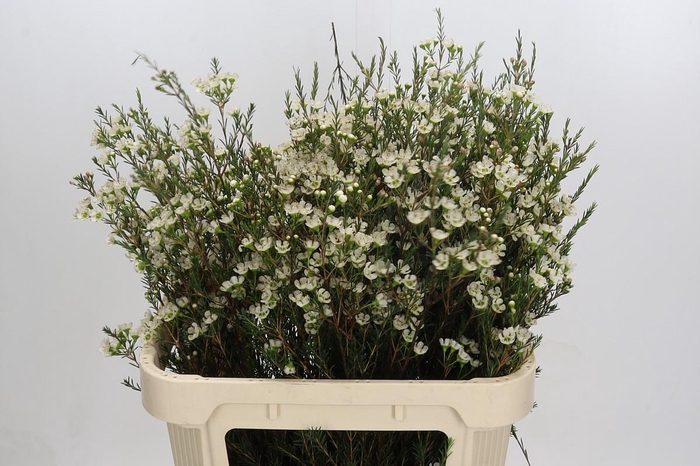 <h4>Chamelaucium Sirius</h4>