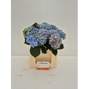 Hydrangea mag revolution classic