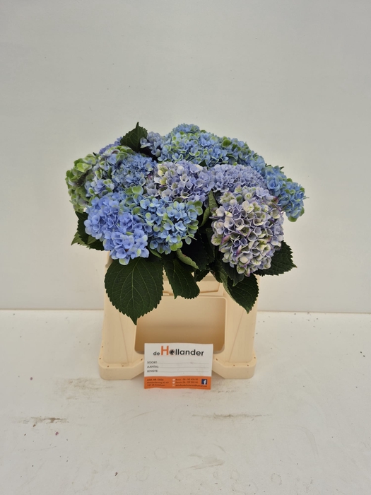 <h4>Hydrangea mag revolution classic</h4>