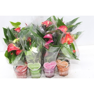 ANTHURIUM VARIADO P09