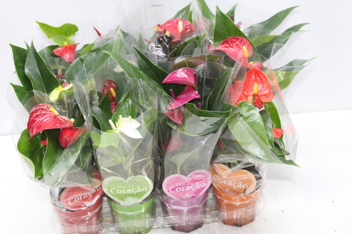 <h4>ANTHURIUM VARIADO P09</h4>