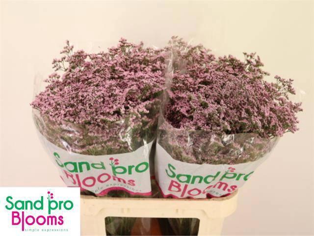 <h4>LIM SAF OSHI PINK</h4>