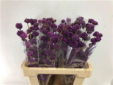 CALLICARPA GIRALDII