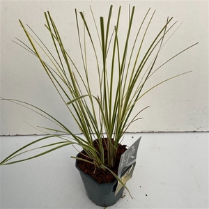 Graminées Cortaderia sell. 'Mini Goldpampas'