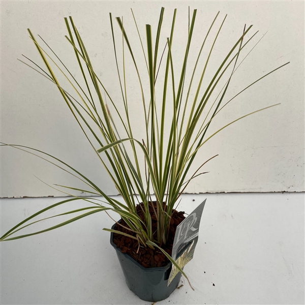 <h4>Graminées Cortaderia sell. 'Mini Goldpampas'</h4>