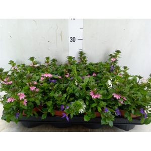 Scaevola  'SumLove Blue Laguna'