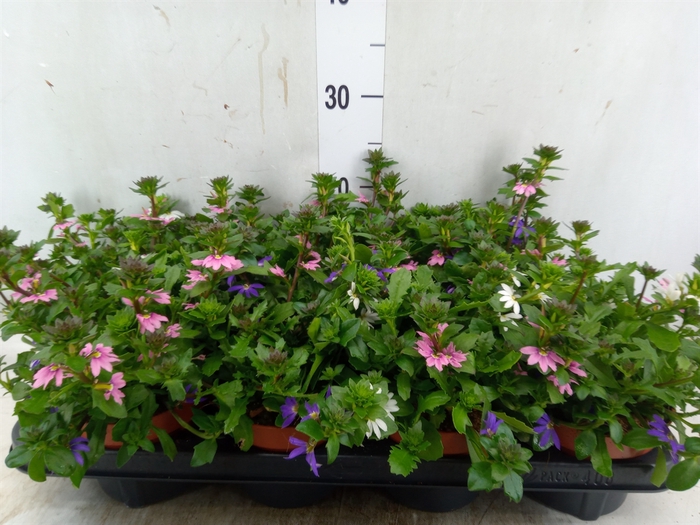 <h4>Scaevola  'SumLove Blue Laguna'</h4>