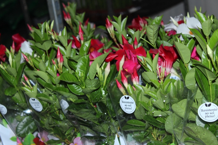 <h4>DIPLADENIA P15</h4>