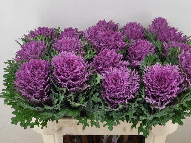 <h4>BRASS CRANE QUEEN</h4>