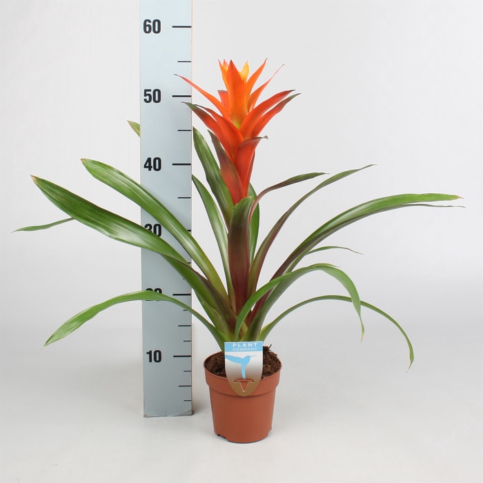 <h4>Guzmania  'Ostara'</h4>