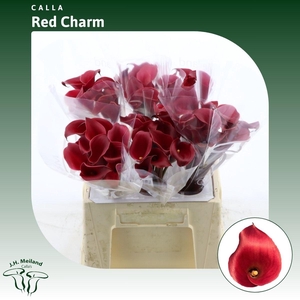Calla Red Charm