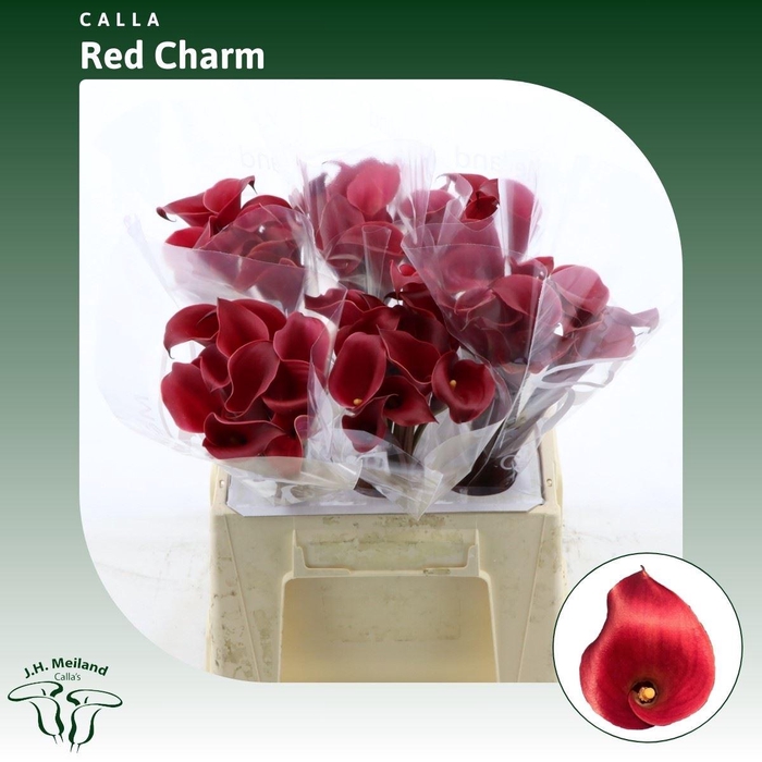 <h4>Calla Red Charm</h4>