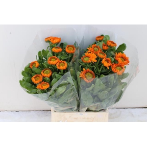 CALEND GREEN SPOT OR