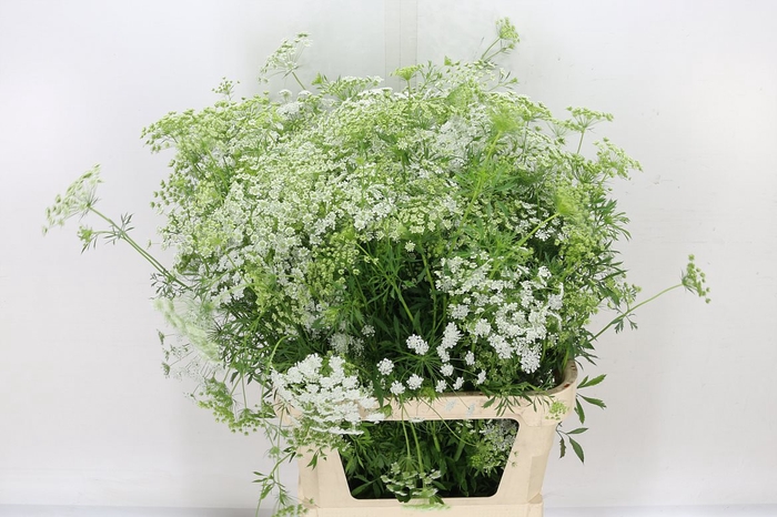 <h4>Ammi Majus</h4>
