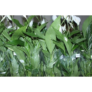 SPATHIPHYLLUM P17 MIN 5 HT COM FLOR