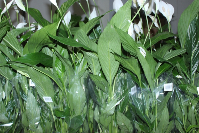 <h4>SPATHIPHYLLUM P17 MIN 5 HT COM FLOR</h4>