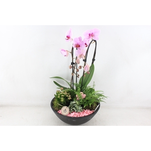 arr2 PL - Ebbischaal phal cascade roze