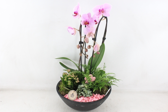 <h4>arr2 PL - Ebbischaal phal cascade roze</h4>