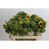 Helianthus Orange Fire