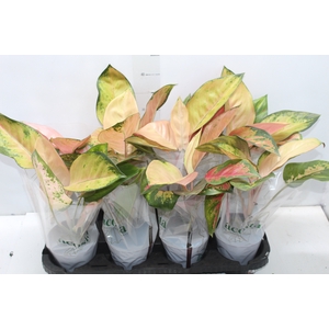 AGLAONEMA LAWAN P12