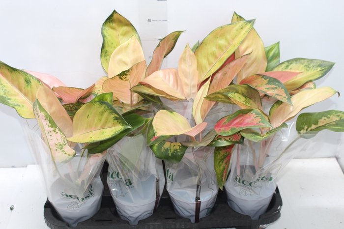 <h4>AGLAONEMA LAWAN P12</h4>