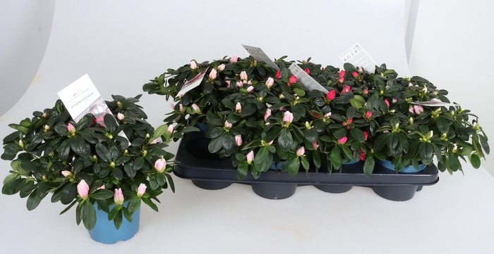 <h4>RHODO SI GEM</h4>