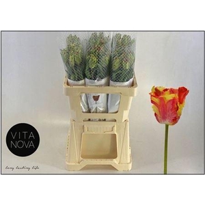 Tu Pa Flaming Parrot