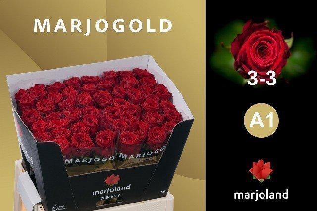 <h4>Rosa large red naomi!</h4>