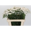 Achillea Millefolium White Beauty