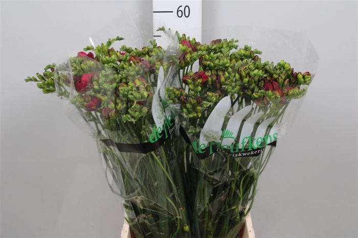 <h4>Fr Du Expression</h4>