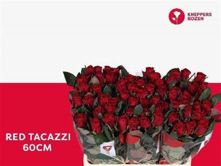 <h4>R Gr Red Tacazzi+</h4>