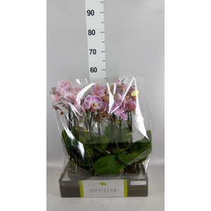 Phalaenopsis   ...