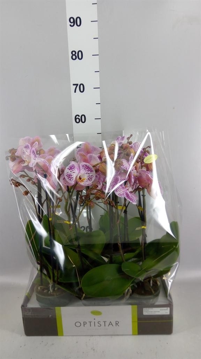 <h4>Phalaenopsis   ...</h4>