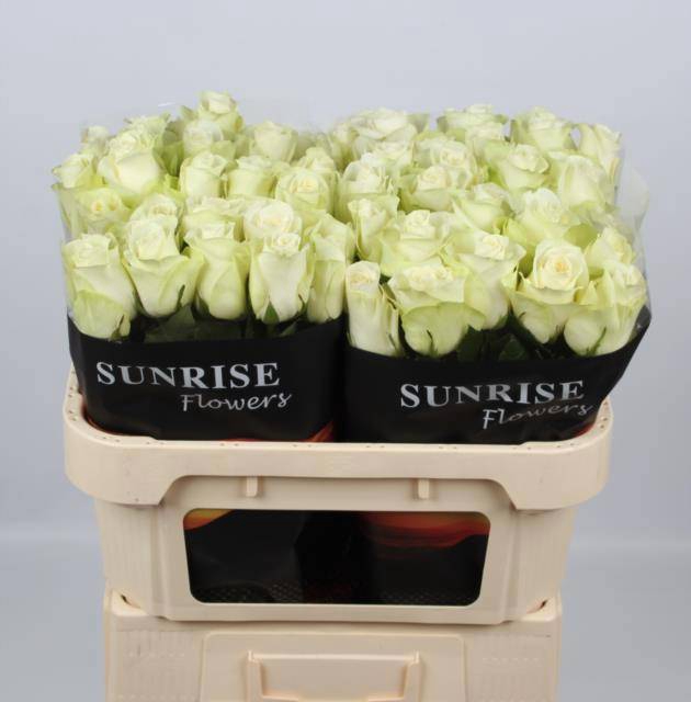 <h4>R GR SNOWSTORM+</h4>