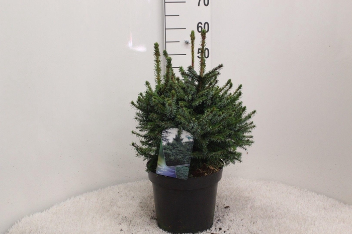 <h4>Picea omorika ' Nana' P26 potgekweekt</h4>