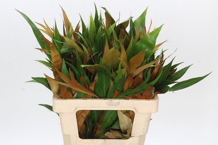 <h4>Grevillea baileyana "Gold"</h4>