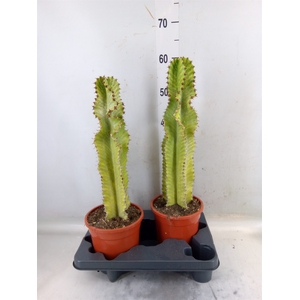 Euphorbia ingens 'Variegata'