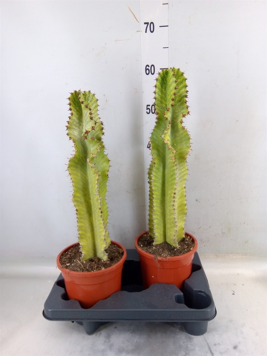 <h4>Euphorbia ingens 'Variegata'</h4>