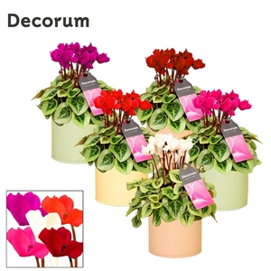 Cyclamen SS Picasso Mix Zinc Louise Decorum
