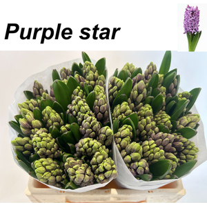 Hyac Purple Star