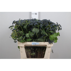 Vibur De Blueberry Hills
