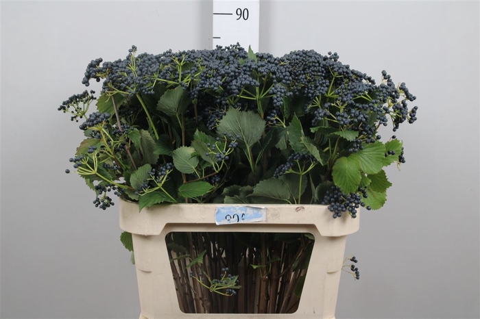 <h4>Vibur De Blueberry Hills</h4>